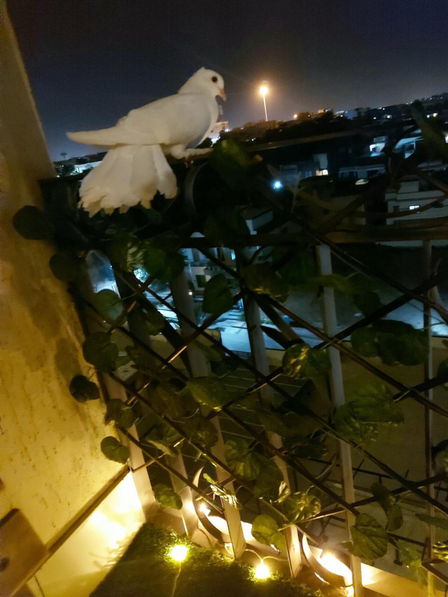 Aesthetic Scenic Luxurious Apartment - Bahria Heights Ραβαλπίντι Εξωτερικό φωτογραφία
